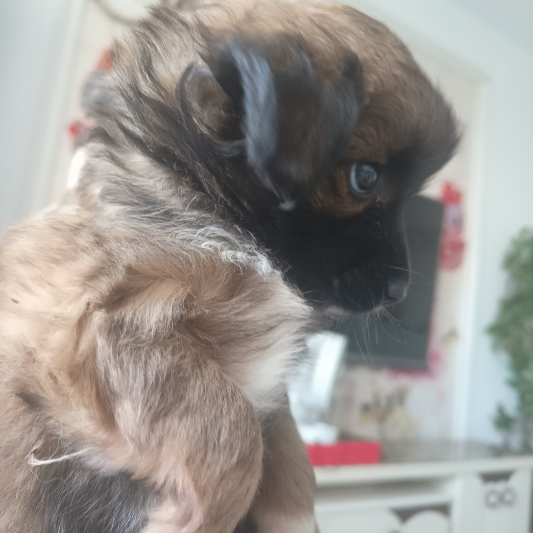 小乖乖中华田园犬一只